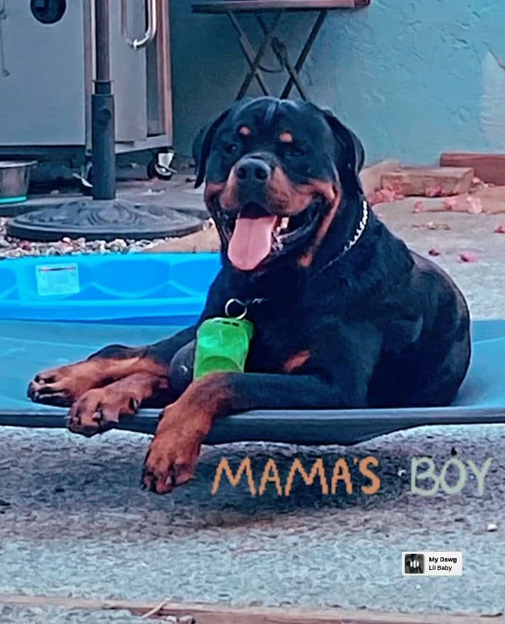 Rottweiler Puppies breeder image 7
