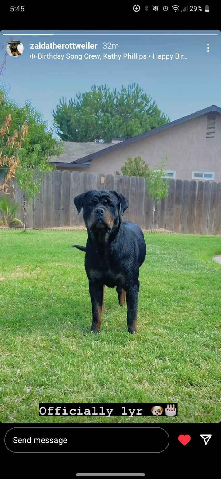 Rottweiler Puppies breeder image 9