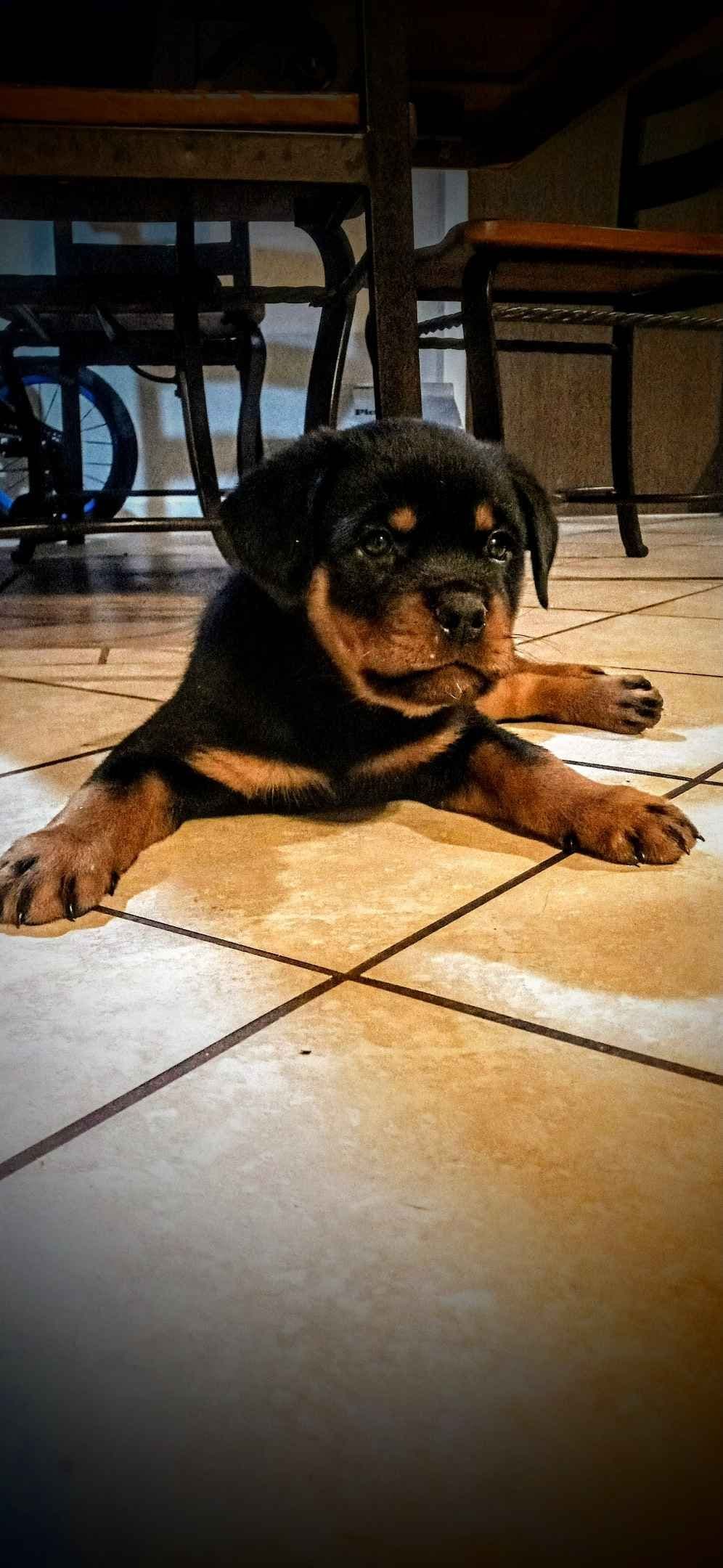 Rottweiler Puppies breeder image 14