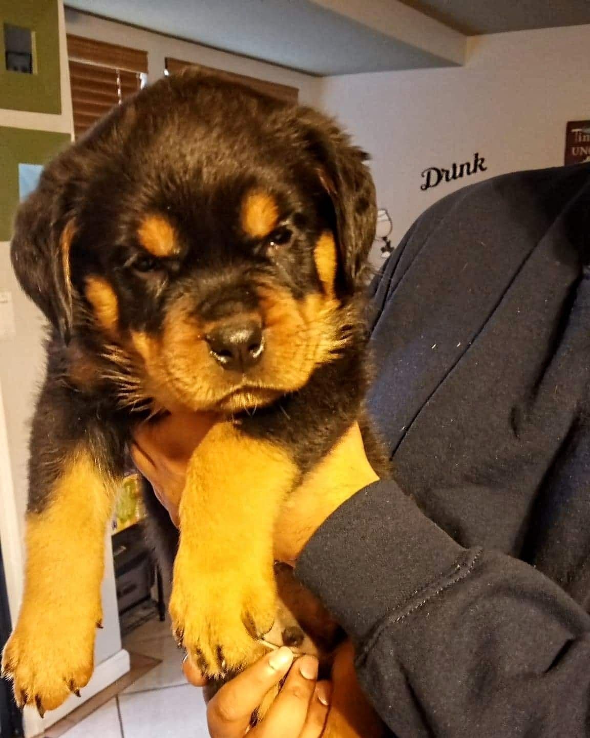 Rottweiler Puppies breeder image 11
