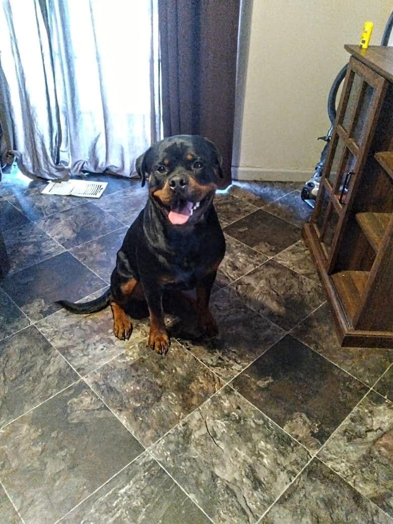 Rottweiler Puppies breeder image 12