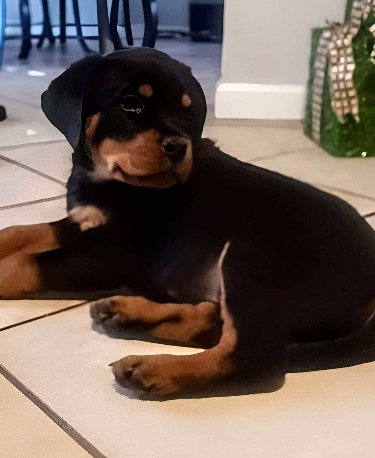 Rottweiler Puppies breeder image 15