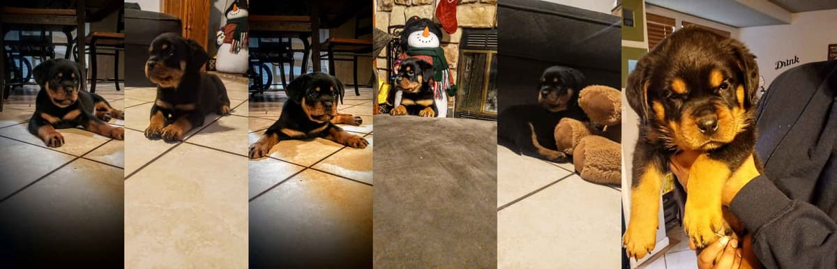 Rottweiler Puppies breeder image 13