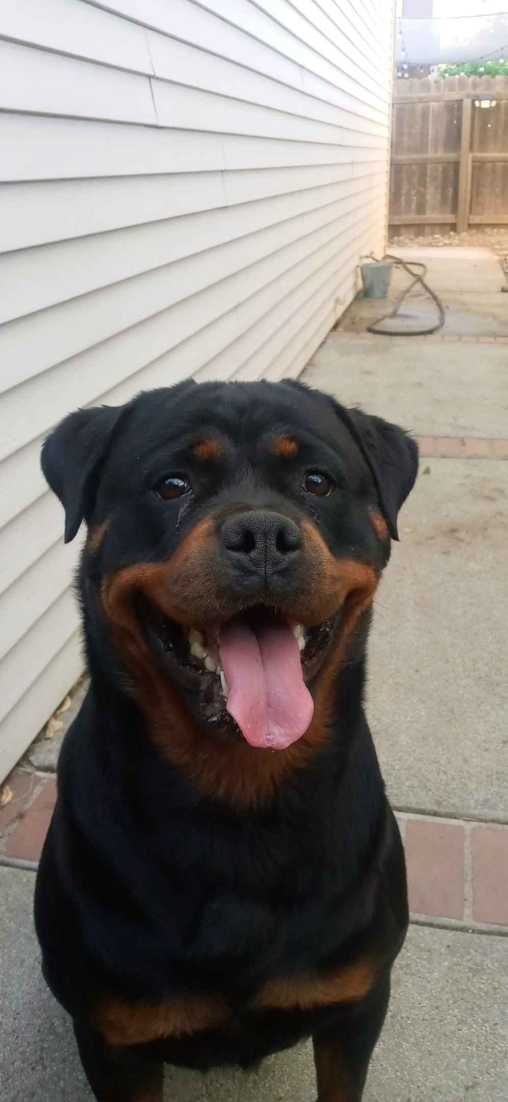 Rottweiler Puppies breeder image 17
