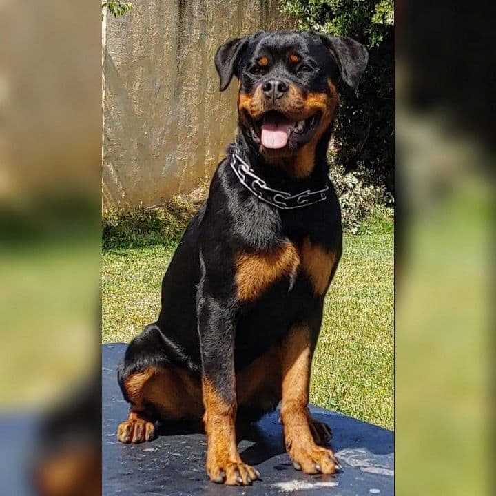 Rottweiler Puppies breeder image 16