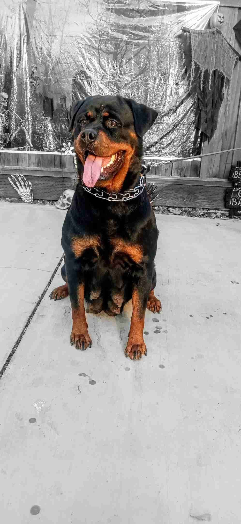 Rottweiler Puppies breeder image 18
