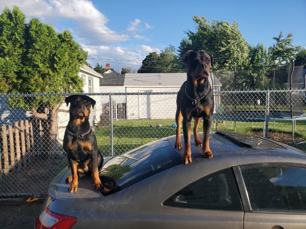 Rottweiler Puppies breeder image 19