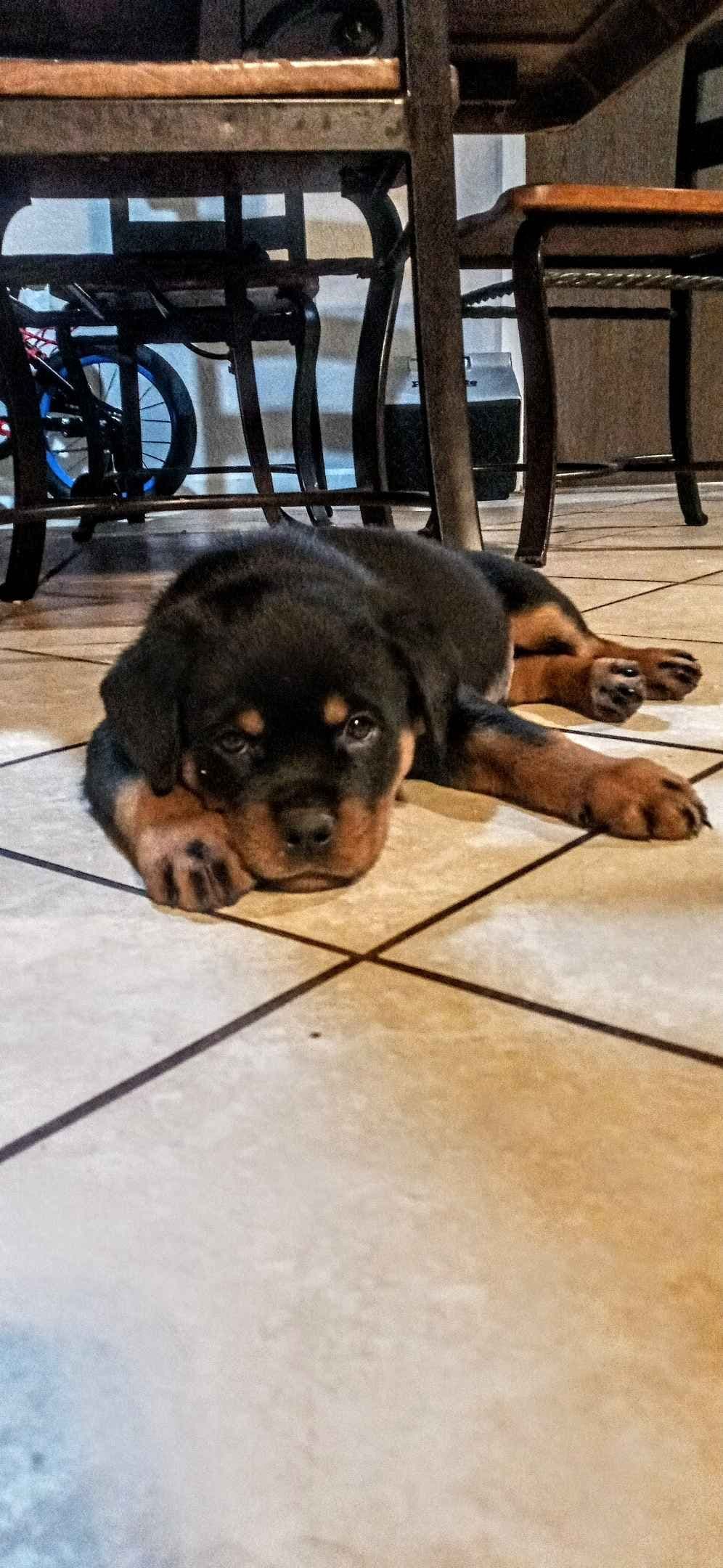 Rottweiler Puppies breeder image 20
