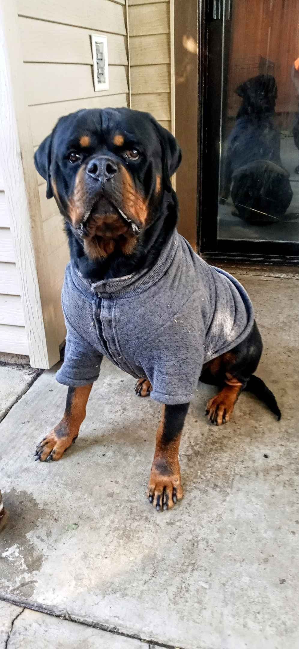 Rottweiler Puppies breeder image 21
