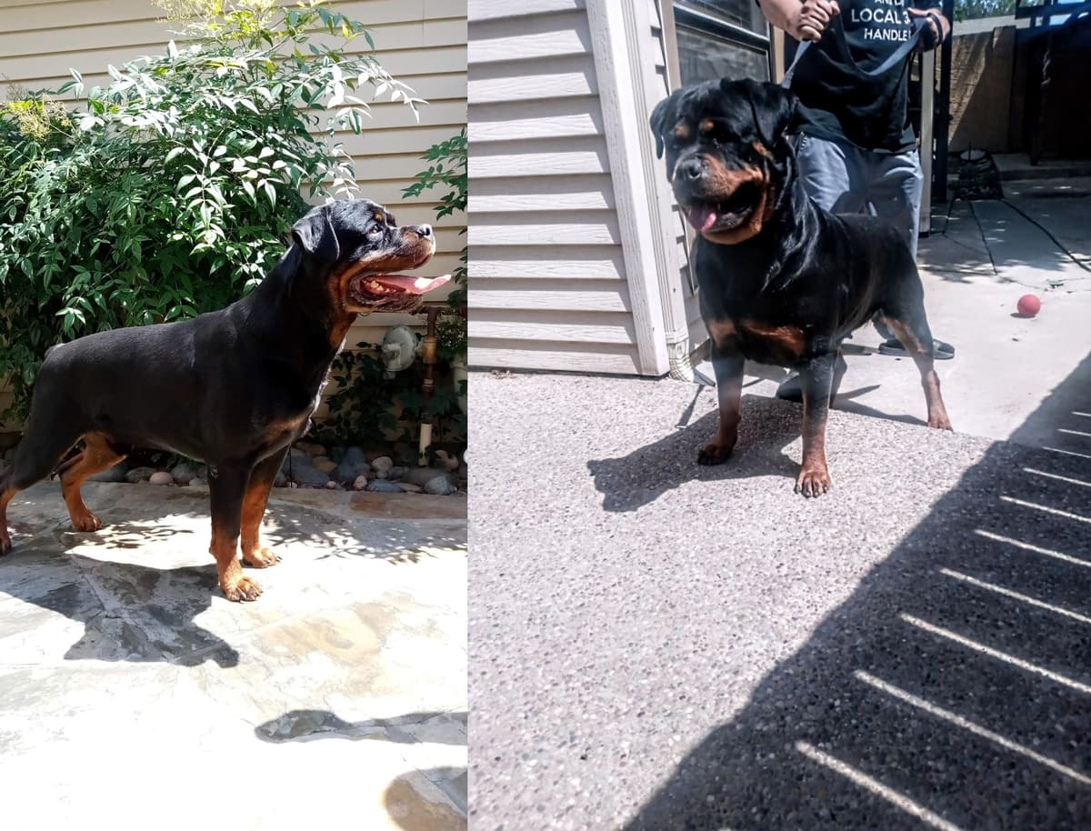 Rottweiler Puppies breeder image 24