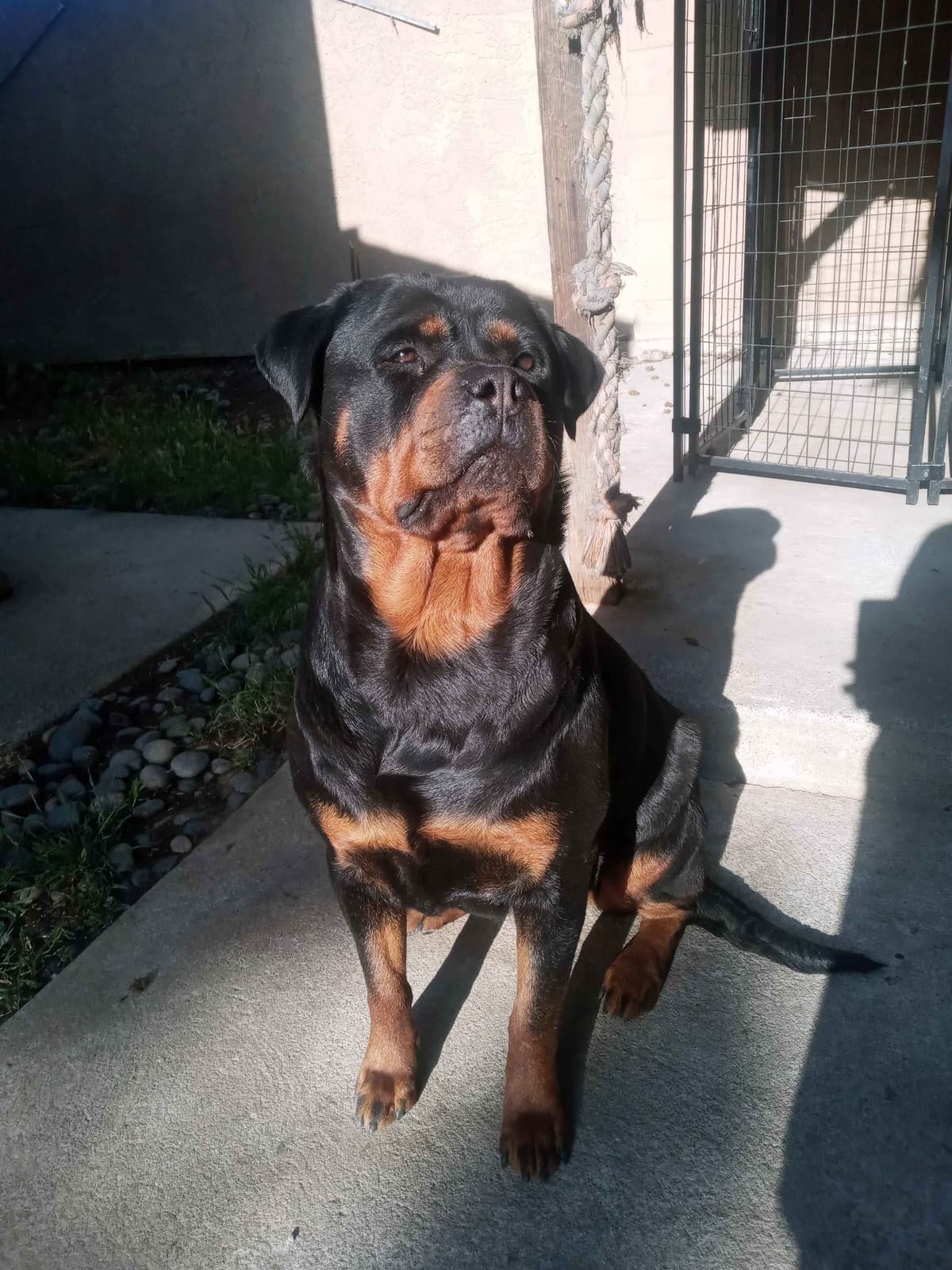 Rottweiler Puppies breeder image 25