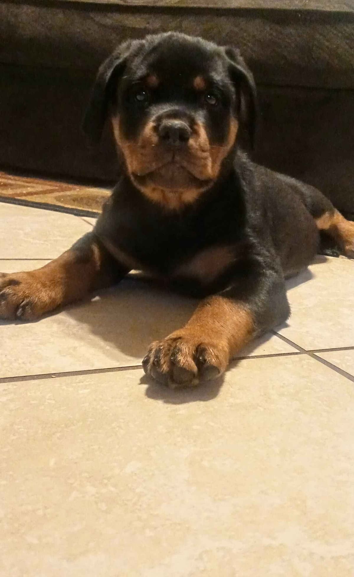 Rottweiler Puppies breeder image 26
