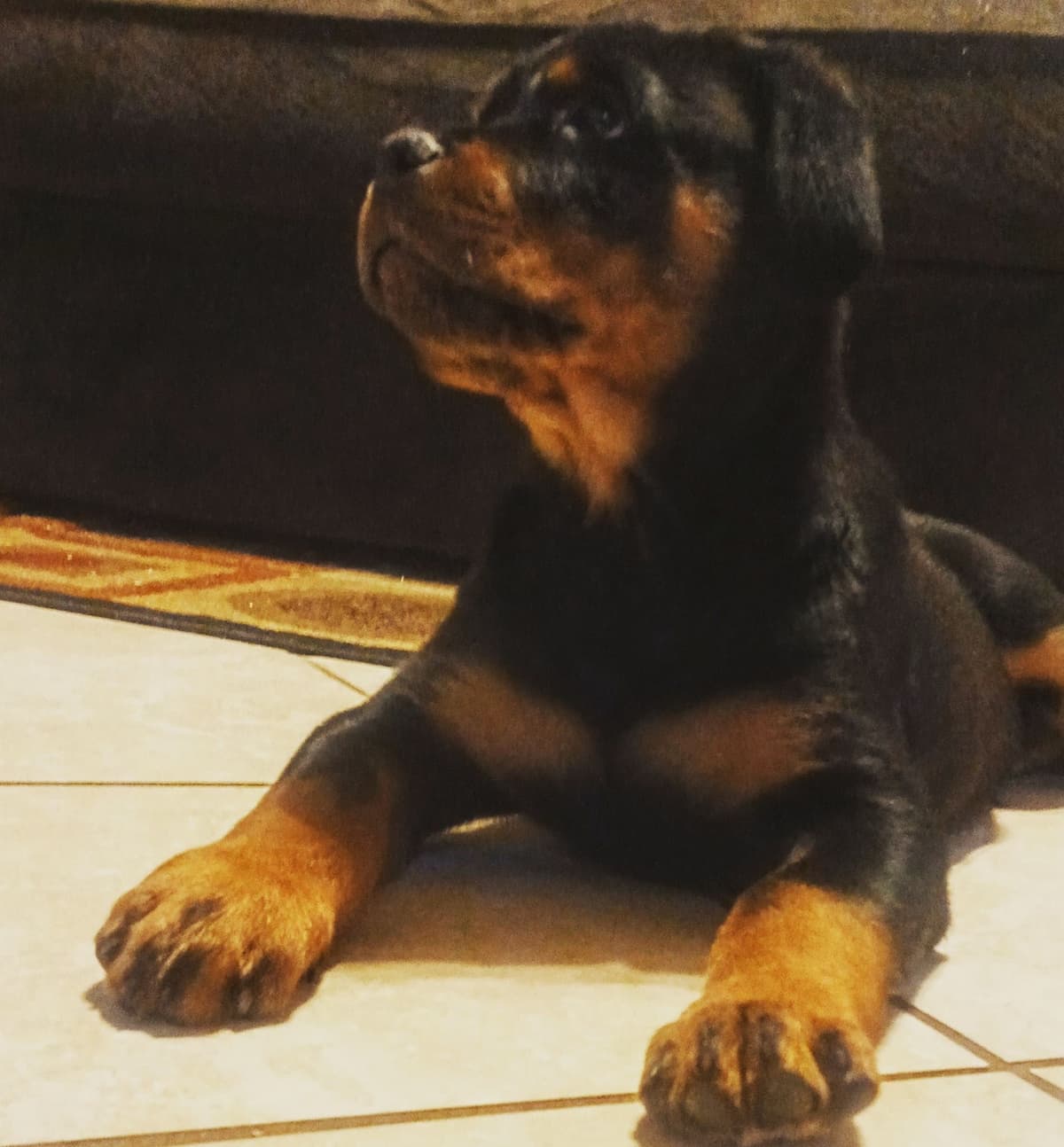 Rottweiler Puppies breeder image 27