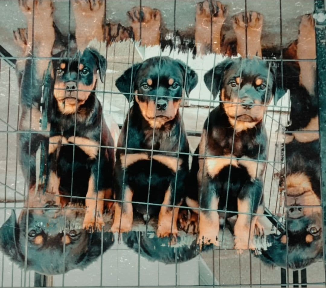 Rottweiler Puppies breeder image 28