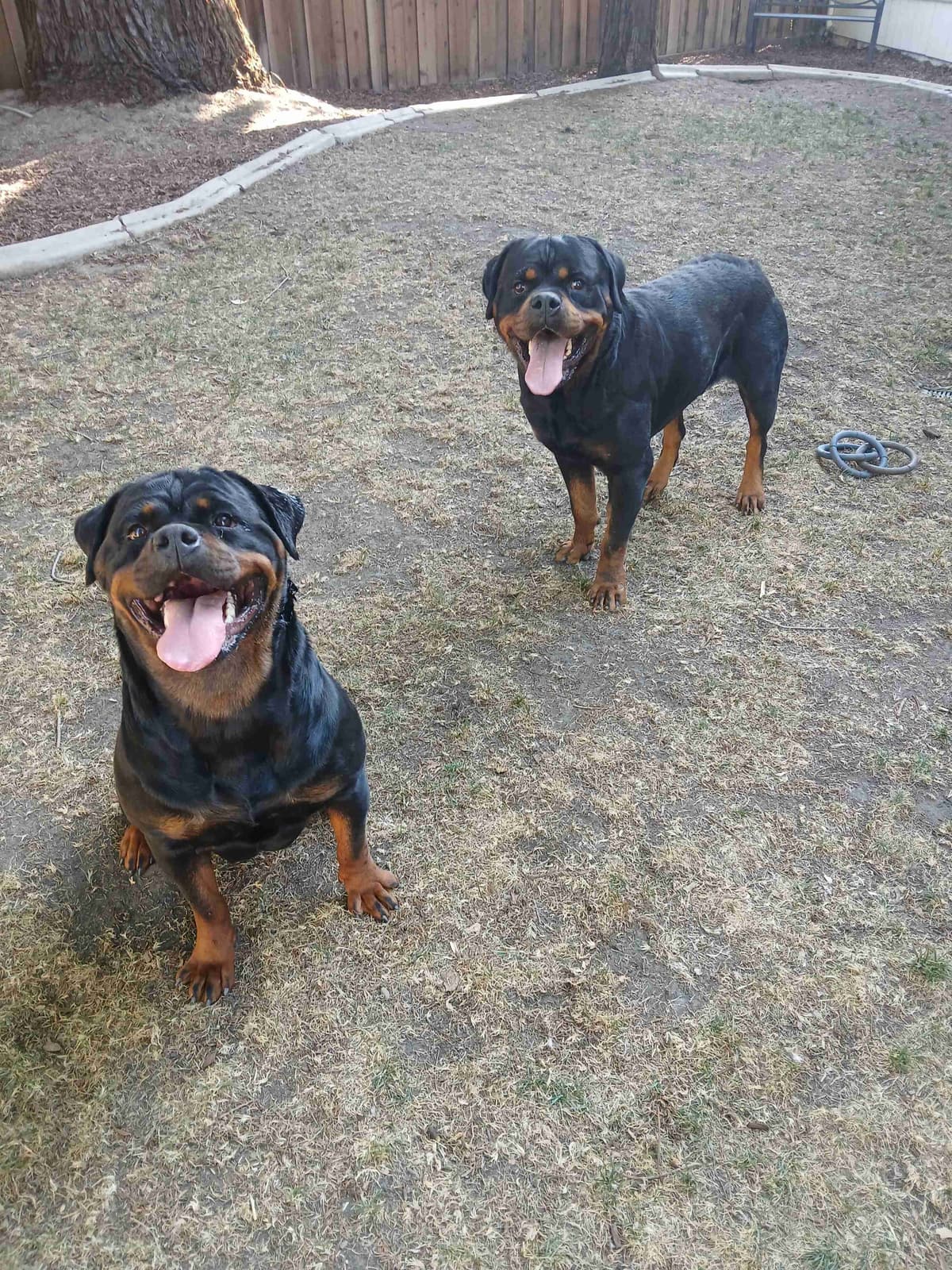 Rottweiler Puppies breeder image 29