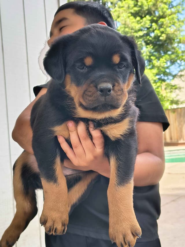 Rottweiler Puppies media 4