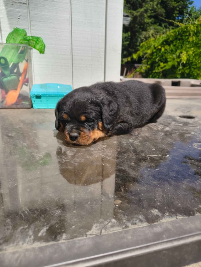 Rottweiler Puppies media 5