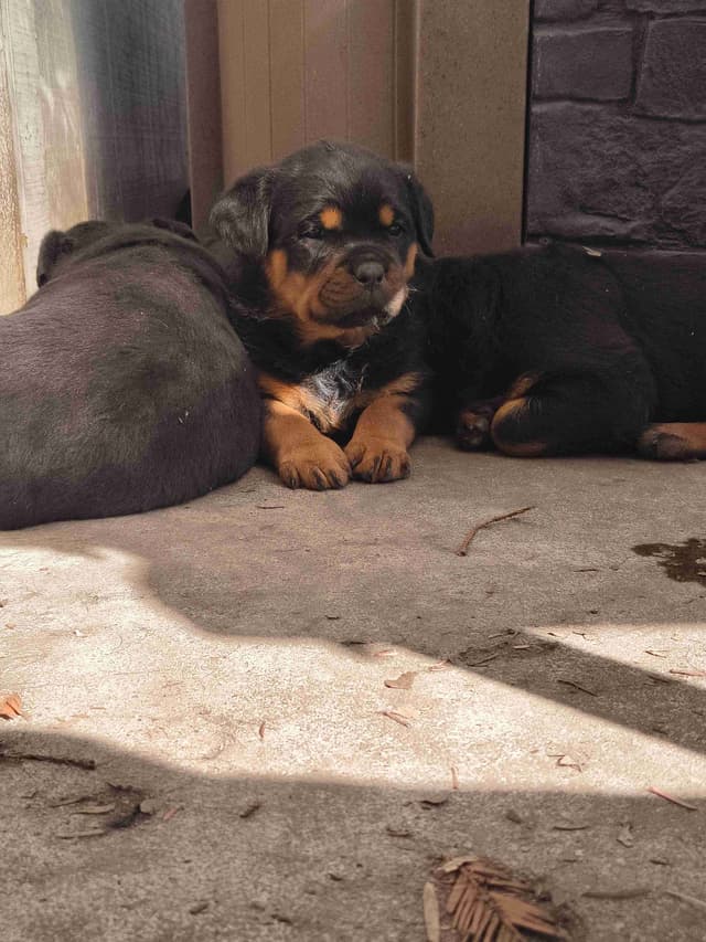 Rottweiler Puppies media 3