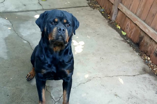 Rottweiler Puppies media 7