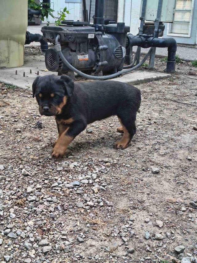 Rottweiler Puppies media 8
