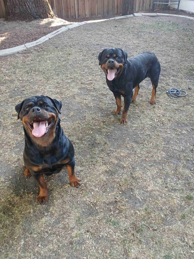 Rottweiler Puppies media 9