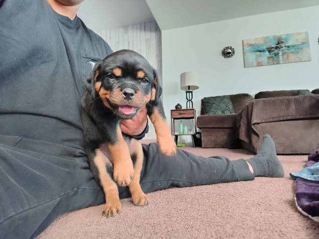 Rottweiler Puppies media 11