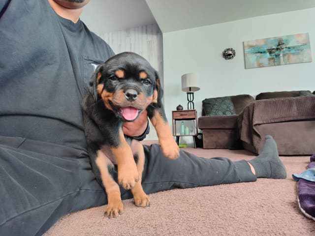 Rottweiler Puppies media 12
