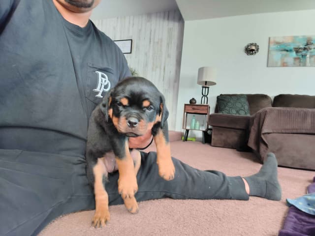 Rottweiler Puppies media 13
