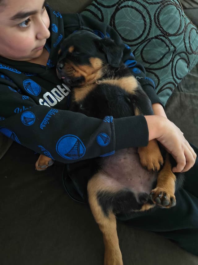 Rottweiler Puppies media 14