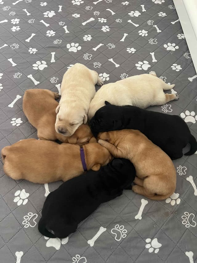Labrador Retriever Puppies media 3