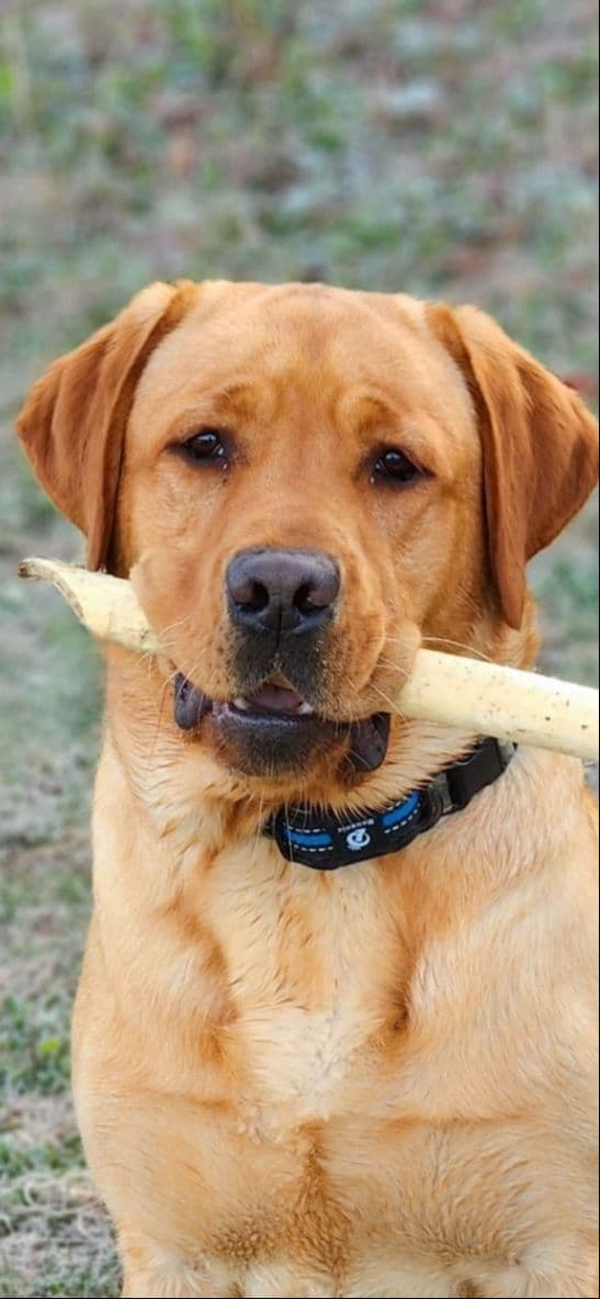 Labrador Retriever Puppies media 4