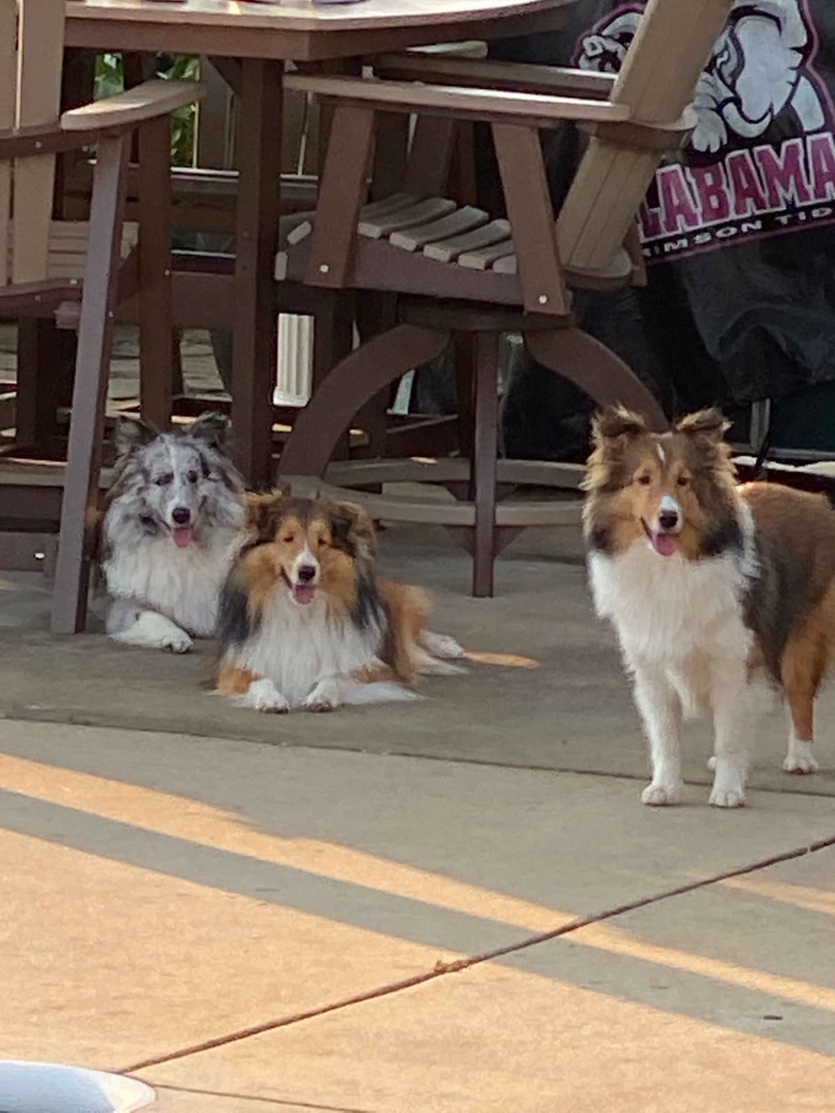 Shetland Sheepdog Puppies breeder image 1