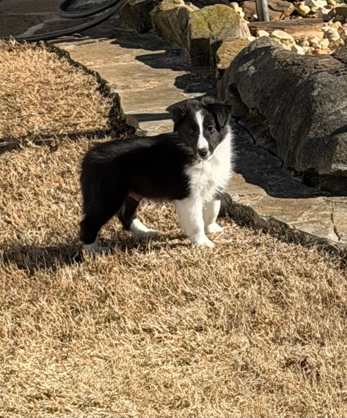 Shetland Sheepdog Puppies breeder image 2