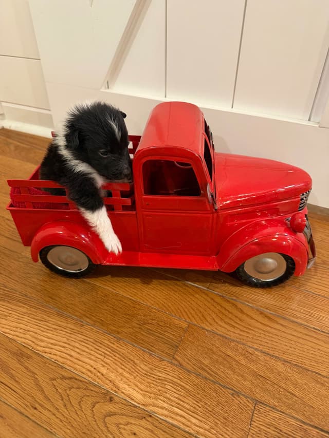 Shetland Sheepdog Puppies media 2