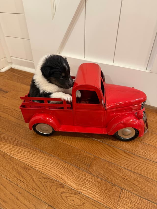 Shetland Sheepdog Puppies media 3