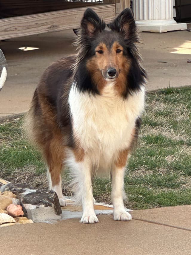 Shetland Sheepdog Puppies media 4