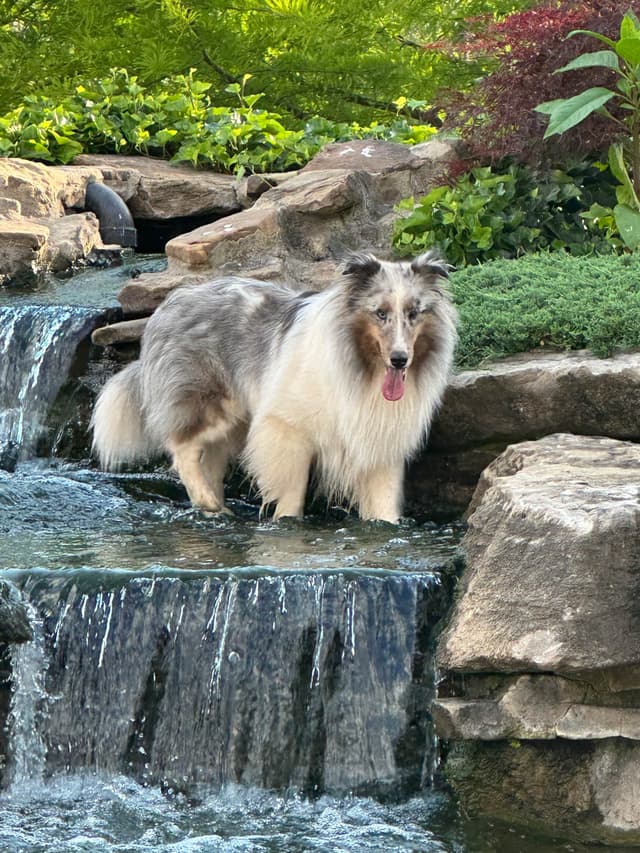Shetland Sheepdog Puppies media 5