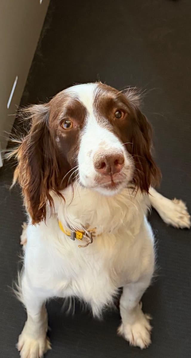 The puppy you dreamed of - an English Springer Spaniel Pup ❤️ media 5
