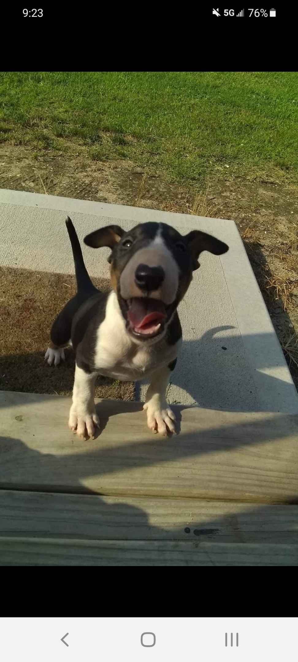 Bull Terrier Puppies breeder image 1