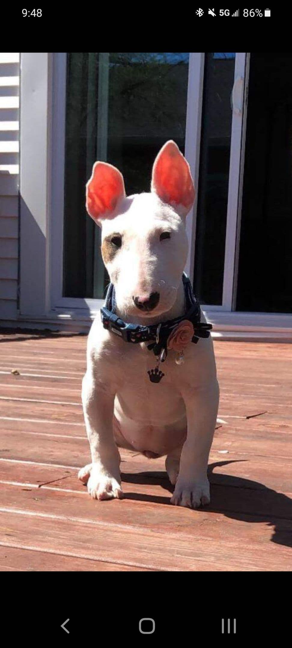 Bull Terrier Puppies breeder image 4