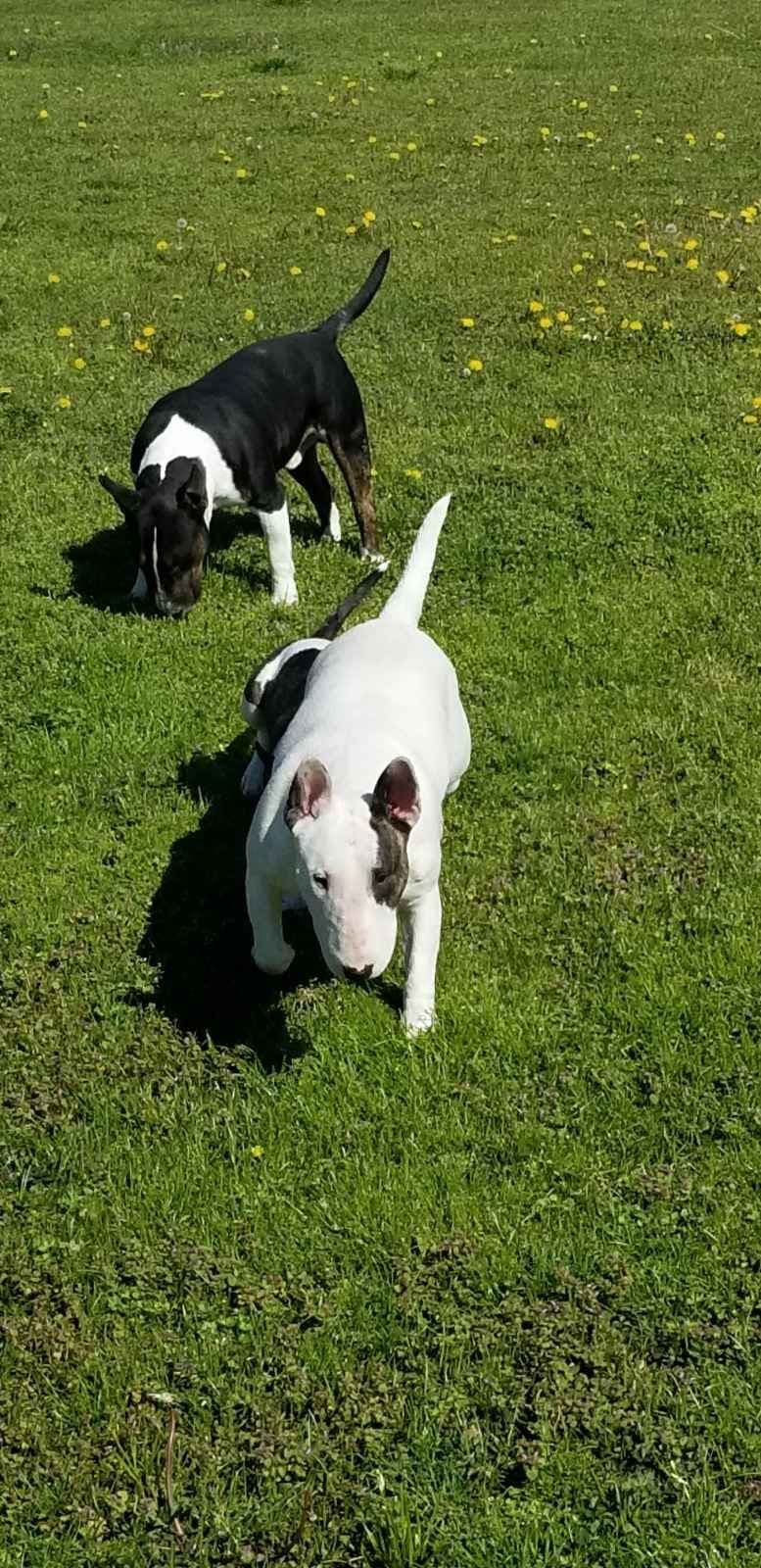Bull Terrier Puppies breeder image 5