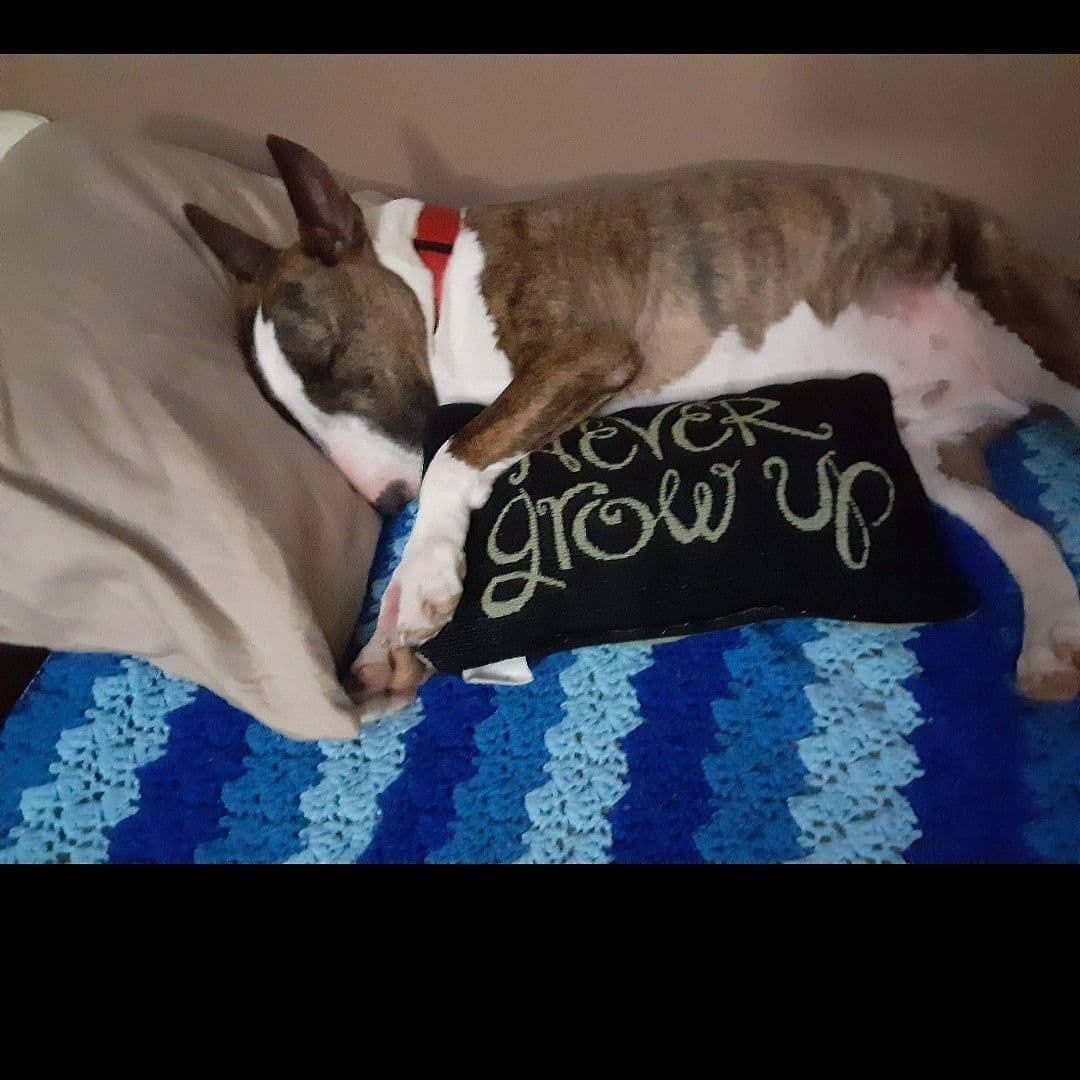 Bull Terrier Puppies breeder image 6