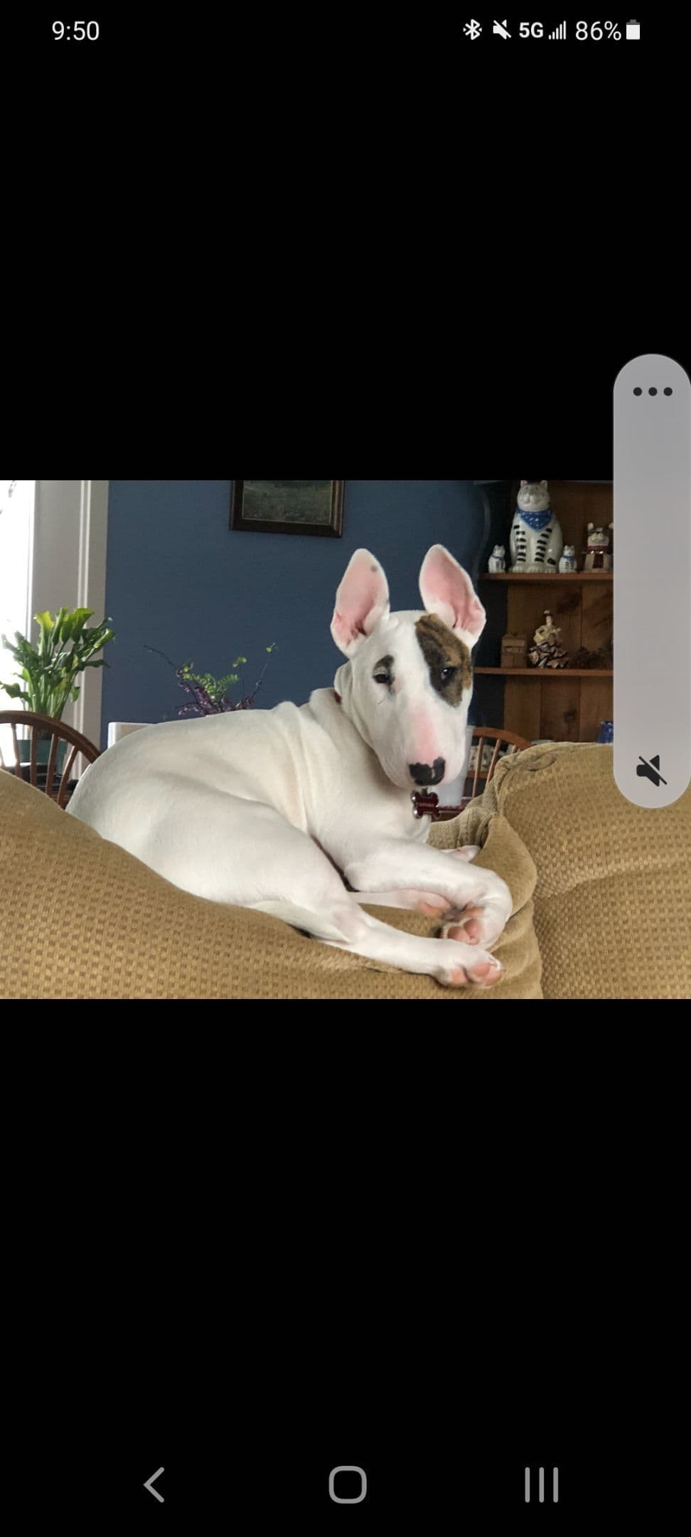 Bull Terrier Puppies breeder image 7