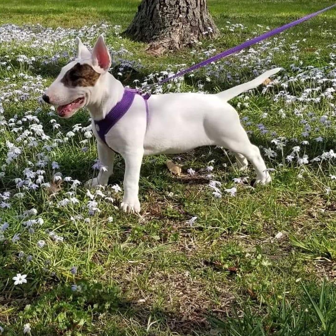 Bull Terrier Puppies breeder image 8