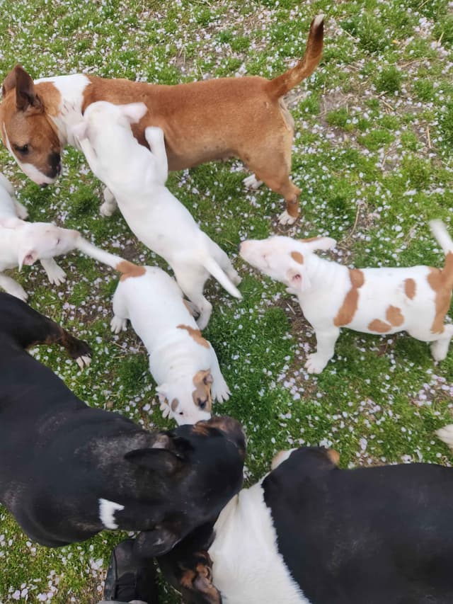 Bull Terrier Puppies media 2