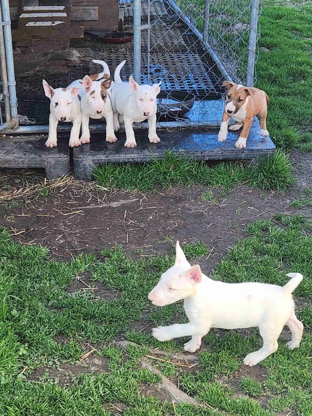 Bull Terrier Puppies media 5