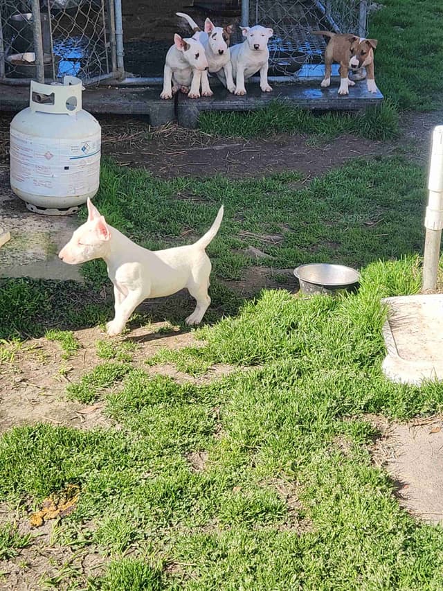 Bull Terrier Puppies media 6