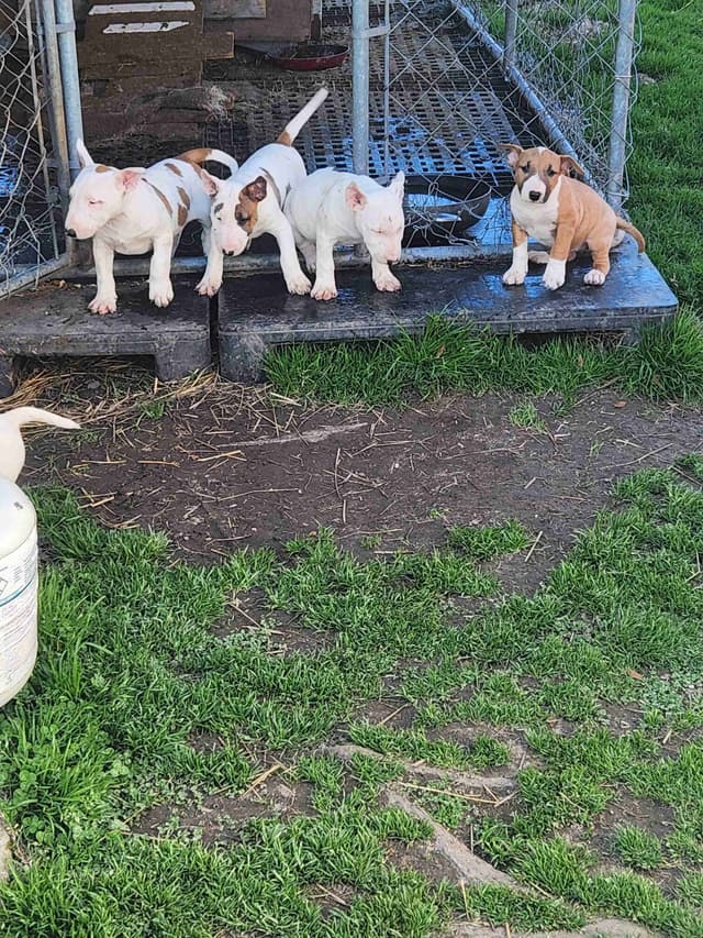 Bull Terrier Puppies media 8