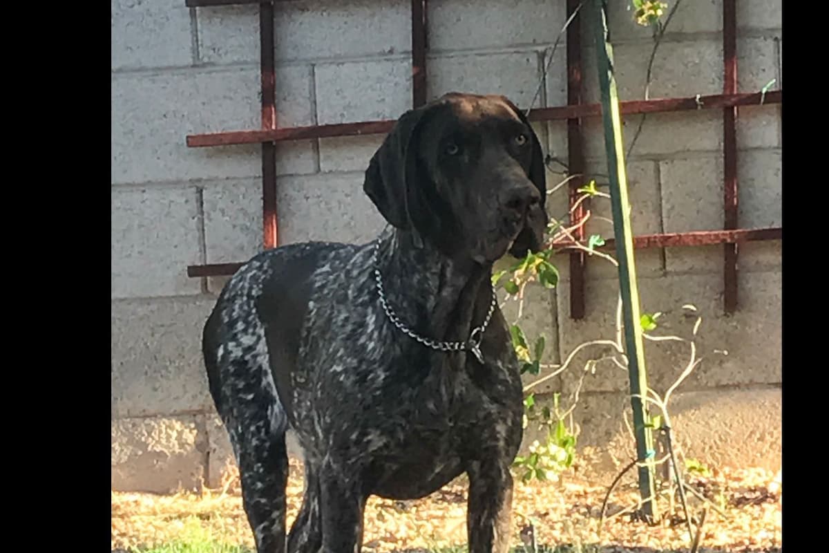 German Shorthaired Pointer Puppies breeder image 8