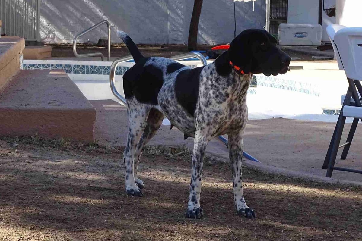 German Shorthaired Pointer Puppies breeder image 13